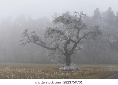 A frostcovered tree stands alone in a dense winter fog
