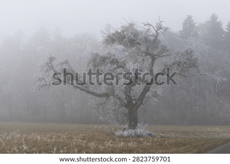 A frostcovered tree stands alone in a dense winter fog