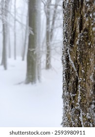 A frost-covered tree trunk in sharp focus contrasts with a misty, snow-covered forest in the blurred background, creating a serene winter scene.