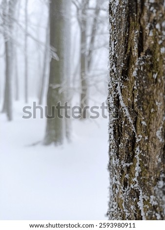A frost-covered tree trunk in sharp focus contrasts with a misty, snow-covered forest in the blurred background, creating a serene winter scene.