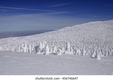 frost-covered trees