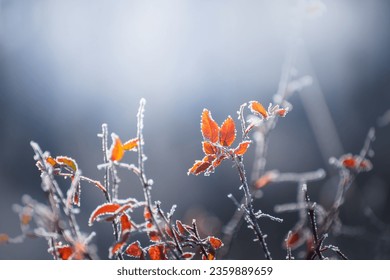 Frost-covered trees with yellow leaves in autumn forest. Macro image, shallow depth of field. Autumn nature background - Powered by Shutterstock