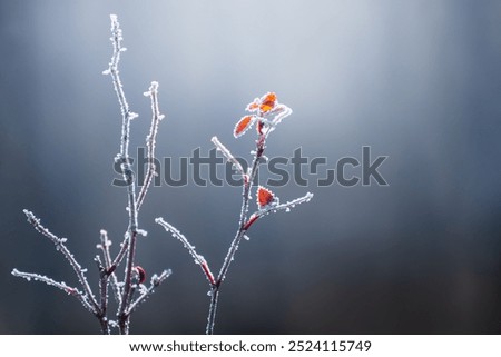 Similar – ice fog Plant Bushes