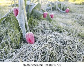 Frost-Covered Tulips in a Spring Garden