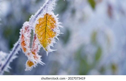 Frost-covered yellow leaves on a tree branch in the garden