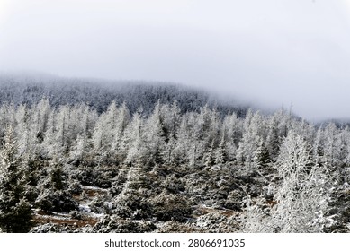 Frost-dusted trees densely pack a mountain landscape, fading into a thick, mysterious fog that blankets the rising terrain, evoking the stillness of a secluded winter wilderness.