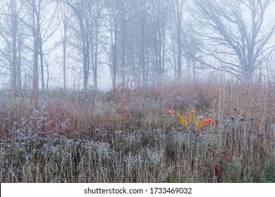 Frosted Autumn Tall Grass Prairie In Fog, Fort Custer State Park, Michigan, USA