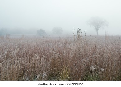 Frosted Autumn Tall Grass Prairie In Fog, Fort Custer State Park, Michigan, USA 