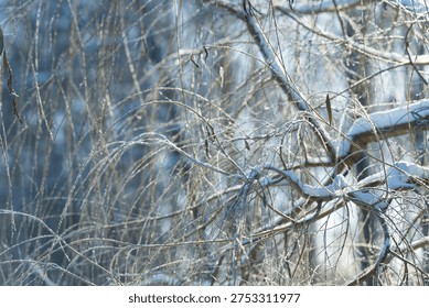 Frosted branches create tranquil display, Snowy willow twigs form delicate curtain scene, Layered snowy willow limbs craft lacelike veil in peaceful winter atmosphere