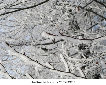 Frosted branches, Germany.