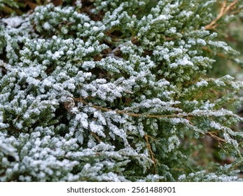 Frosted branches of a juniper bush. Garden in winter. Cold weather conditions - Powered by Shutterstock