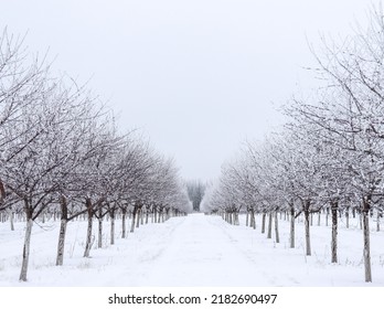 Frosted Cherry Orchard In Door County Wisconsin