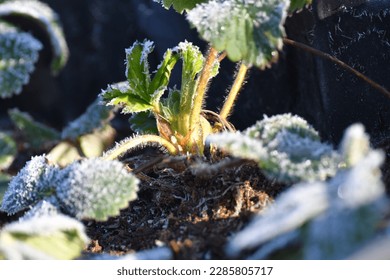 Frosted at dawn in early spring, after a night frost, strawberry leaves in the rays of the rising sun. - Shutterstock ID 2285805717