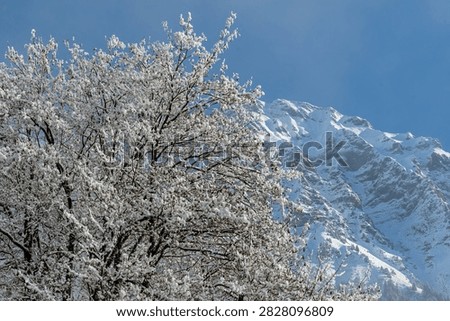 Frosted decididuous tree in winter snow with a dramatic alpine mountain beneath clear blue skies in Switzerland.