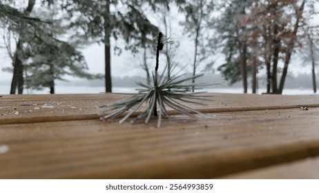 A frosted evergreen branch on wood. - Powered by Shutterstock