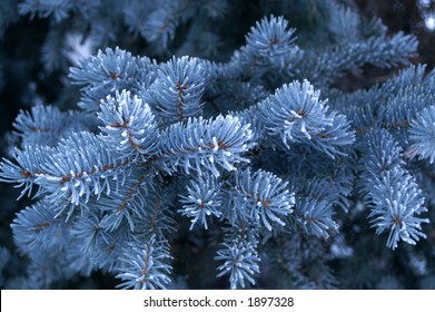 7,376 Evergreen boughs Images, Stock Photos & Vectors | Shutterstock