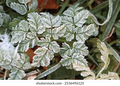 Frosted Fern Leaves Sparkling and Glimmering Beautifully in the Bright Morning Light - Powered by Shutterstock