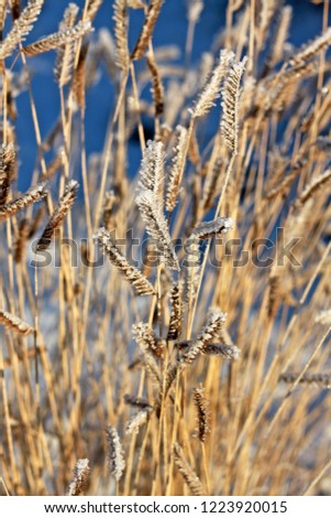 Similar – Kornblumen in einem Weizenfeld