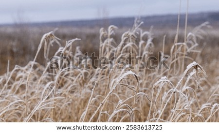 Similar – Image, Stock Photo An ethereal landscape showcasing a blur of golden wildflowers against a backdrop of serene trees under a soft, hazy sunrise