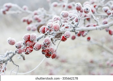 Frosted hawthorn berries in the garden. 