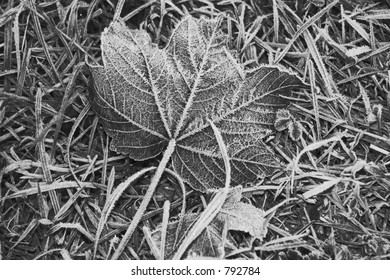 frosted leaf