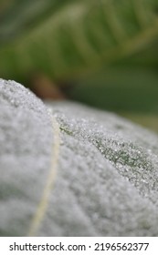 Frosted Leafs In Winter. Nature Close Up