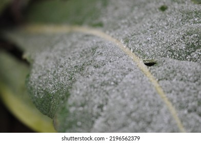 Frosted Leafs In Winter. Nature Close Up