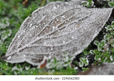 Frosted Leafs In Winter. Nature Close Up