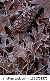 Frosted Leaves With Pinecone In Macro Closeup View