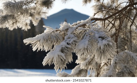 Frosted pine branches adorn a serene winter landscape, capturing the essence of nature's beauty. A tranquil scene unfolds with snow-covered trees and distant mountains under bright sunlight. - Powered by Shutterstock