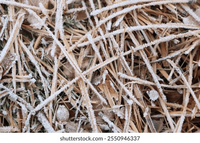 Frosted Pine Needles and Grass Covered Under Winters Chill in a Serene Landscape - Powered by Shutterstock