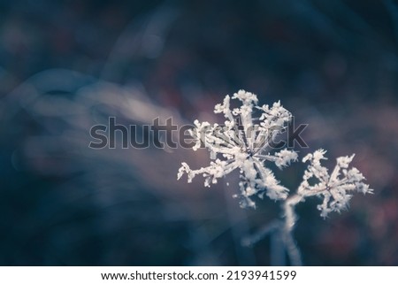 Frosted plants in autumn forest. Macro image, shallow depth of field. Winter nature background