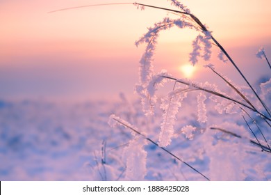 Frosted plants on the forest meadow at sunset. Macro image, shallow depth of field. Beautiful winter nature background