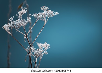 Frosted plants on the shore of lake in foggy morning. Macro image, shallow depth of field. Beautiful nature background