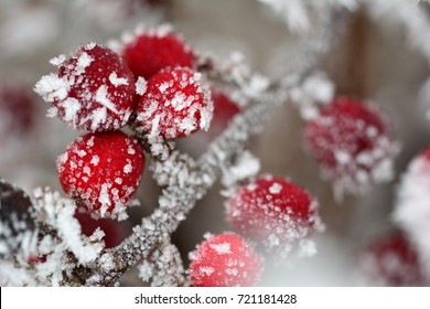 Frosted red berries