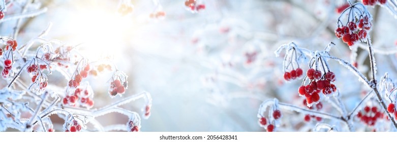 Frosted red berries of guelder rose or viburnum covered in snow. Christmas celebration concept. Soft focus - Powered by Shutterstock