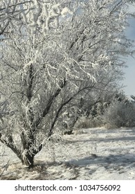 Frosted Snowy Treeline