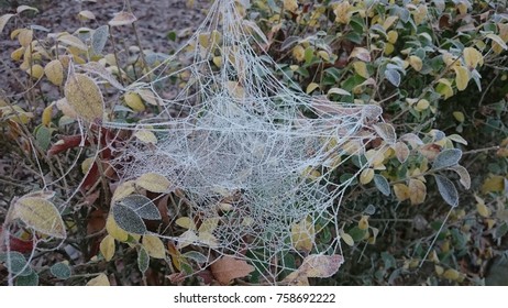 frosted spider web