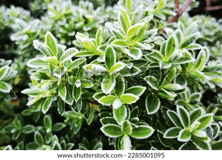 Frosted tips of bright green leaves. 