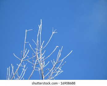 frosted tree