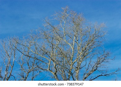 frosted tree branches