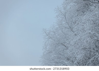 Frosted tree branches create a delicate pattern against a gray sky, highlighting the beauty of winter in a tranquil outdoor environment