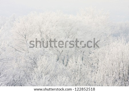 Similar – Image, Stock Photo powder forest Environment