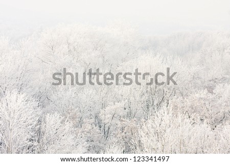 Image, Stock Photo powder forest Environment