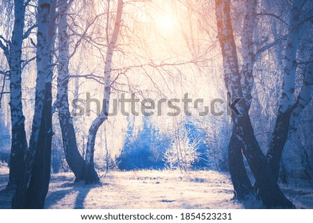 Similar – Foto Bild Rauhreif Winter Natur