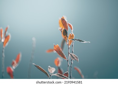 Frosted Trees With Yellow Leaves On The Shore Of Lake. Macro Image, Shallow Depth Of Field. Autumn Nature Background