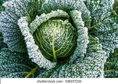 Frosted vegetables in a field on a frosty winters morning. Frost on a cabbage.