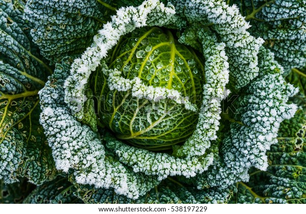 霜の降る冬の朝 野原で野菜を霜でぬいた キャベツに霜が降りる の写真素材 今すぐ編集