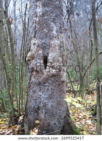 frost-stricken tree trunk in the forest                               