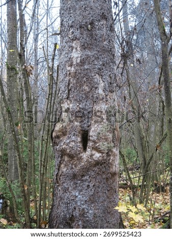frost-stricken tree trunk in the forest                               